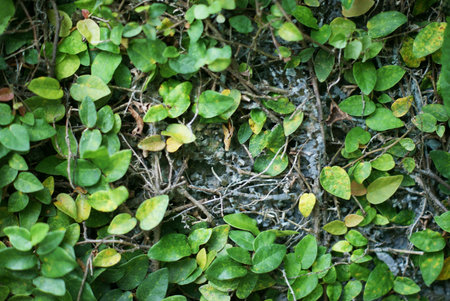 Green creeper plant covering concrete wallの素材