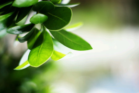 Hanged green plant close upの素材