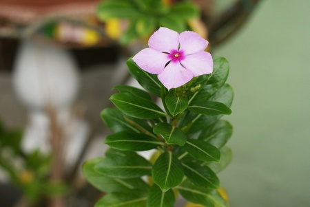 Small beautiful purple flower plantの素材