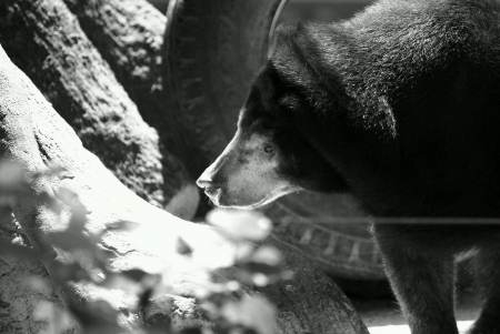Black bear playing with hanged tyreの素材