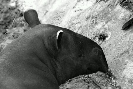 Malayan Tapirの素材