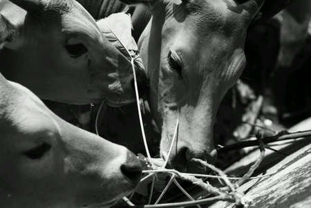 Young female bovine cow grazing grassの素材