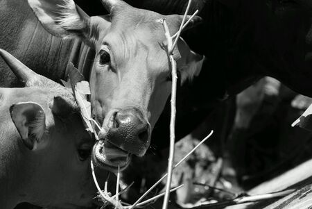 Young female bovine cow grazing grassの素材