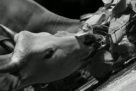 Young female bovine cow eating leaves