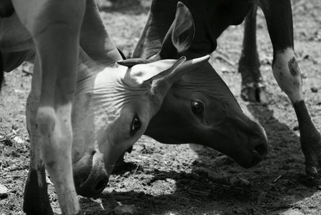 Young female bovine cow fighting by banging each other headの素材