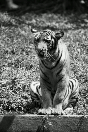Bored looking tiger restingの素材