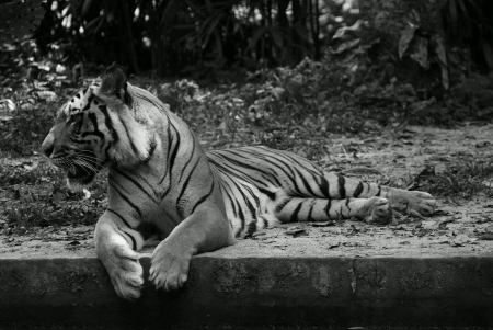 Tiger resting while looking to its right sideの素材