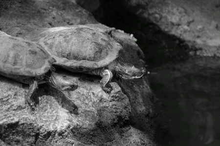 Red-eared slider terrapins resting on rockの素材