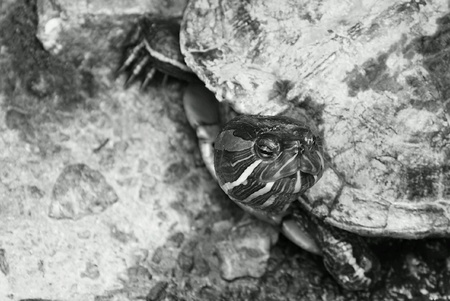 Red-eared slider terrapin resting on rock looking to its left sideの素材