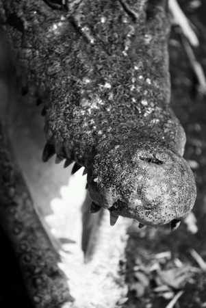 Freshwater crocodile bare its mouth open close up on noseの素材