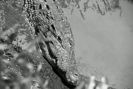 Freshwater crocodile restingの素材