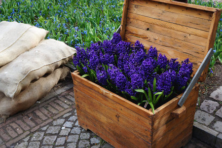 Blue hyacinthの写真素材