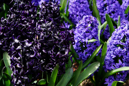 Dark hyacinthの写真素材