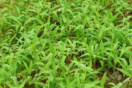 Forest plant background