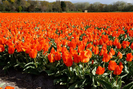 Red tulip fieldの写真素材