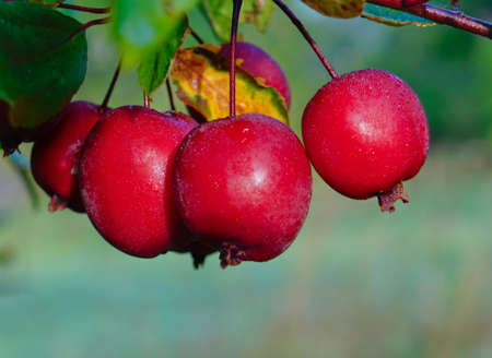 Apples on the tree branchの写真素材
