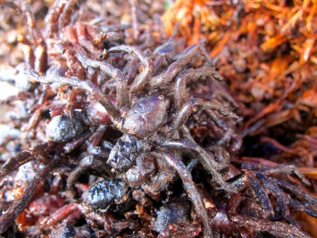 Fried spiderの写真素材