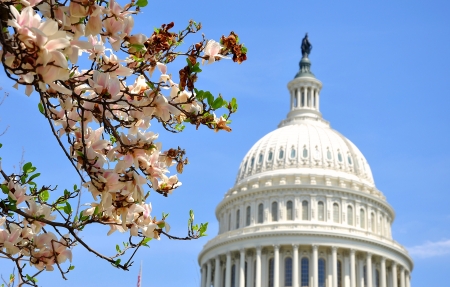 US Capitol in Magnolia bloomのeditorial素材