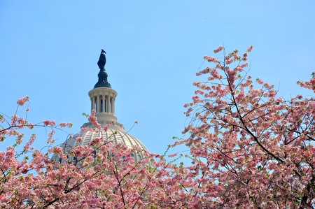 US Capitol in cherry bloom, Washington DC, USAの写真素材