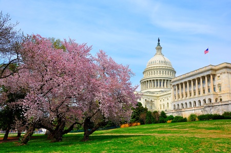 US Capitol in cherry bloomの写真素材