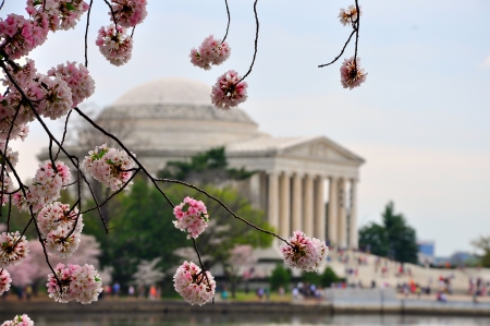 Jefferson memorial in cherry bloomの写真素材