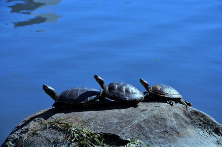 Three turtles on the rock in the North lake of Central Park, New ork city, USA