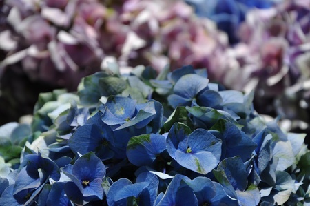 Hydrangea flowers blue and purple  The U S  Botanic Garden in Washington DC, USA showcases an indoor garden with approximately 4,000 seasonal, tropical and subtropical plants の写真素材