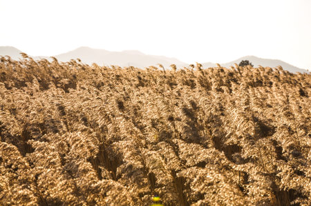 The field of reeds in South Korea  The field of reeds in gorgeous sunset in Suncheonman bay  It is...