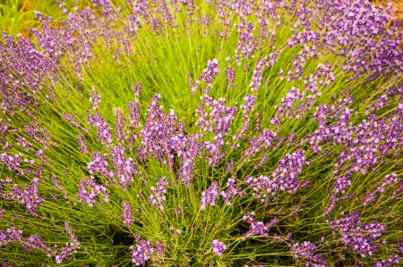 Lavender flowers blooming in field in Lawrence, Kansas, USAの写真素材