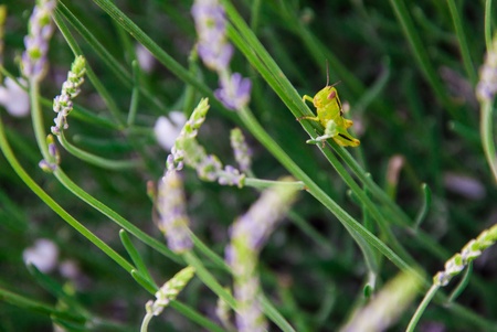 A grasshopper in the lavender fieldの写真素材
