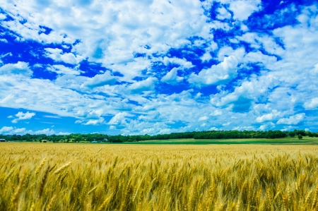 A wheat farm in sunny day in Kansas, USAの写真素材