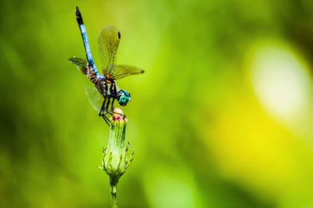 A dragonfly is landing on branch of tree, ready to fly in a sunny day の写真素材