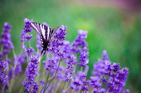 A butterfly and lavender flowersの写真素材