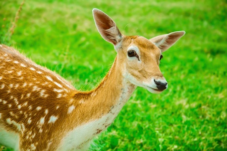 An isolated Axis deer in sunset,  Fossil Rim Wildlife Center near Glen Rose, Texas, USAの写真素材