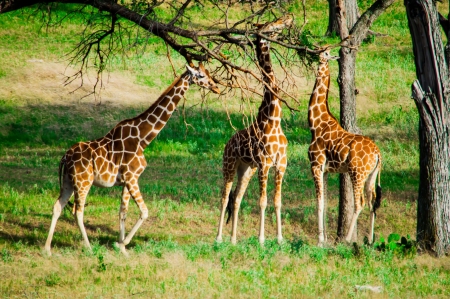 Three Giraffes are eating leaves,  Fossil Rim Wildlife Center near Glen Rose, Texas, USAの写真素材