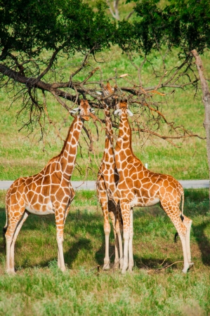 Three Giraffes are eating leaves,  Fossil Rim Wildlife Center near Glen Rose, Texas, USAの写真素材