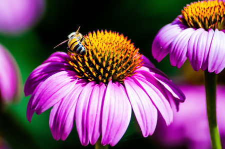 Pink Coneflower  Echinacea  and bee, Dallas Arboretum, Texas, USA