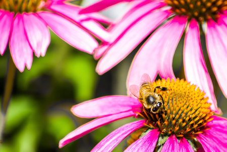 Pink Coneflower  Echinacea  and bee, Dallas Arboretum, Texas, USAの写真素材