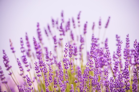 Lavender flowers blooming in field in Lawrence, Kansas, USAの写真素材