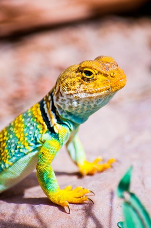 A lonely lizard in Grand Staircase-Escalante National Monument, Utah, USA の写真素材