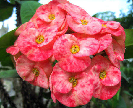 cactus flower blooming in the garden with pink petalsの写真素材