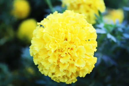 The yellow beautiful flower bloom in the gardenの写真素材