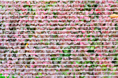 Red tree background;の写真素材