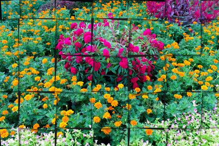 flower garden background の写真素材
