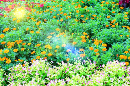 flower garden backgroundの写真素材