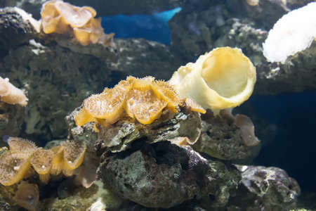 coral and ocean の写真素材