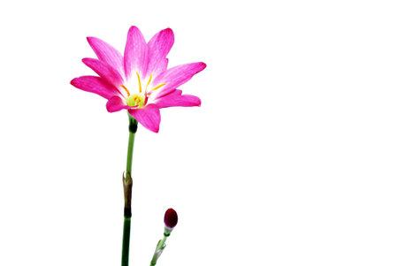 pink flowerの写真素材