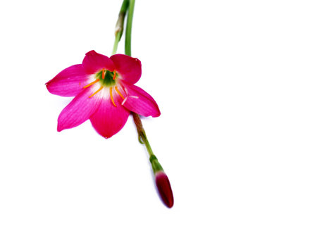 pink flowerの写真素材