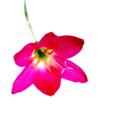 pink flowerの写真素材