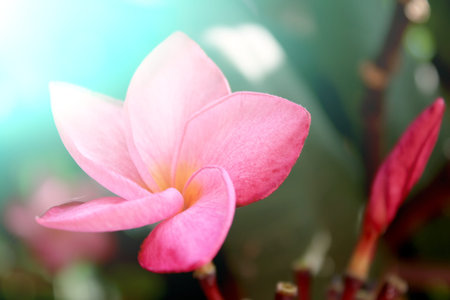 beautiful pink flowers in the garden の写真素材